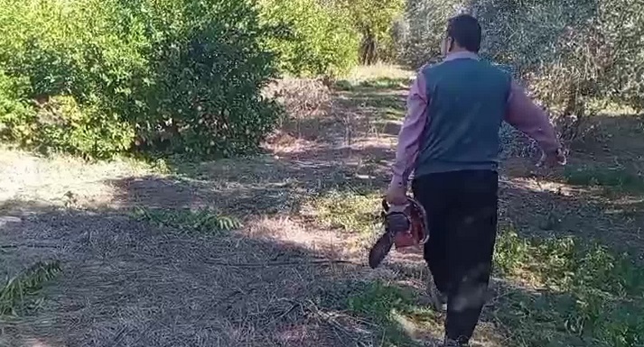 Adana’da Limon Krizi: Üreticiler Ağaçlarını Kesiyor