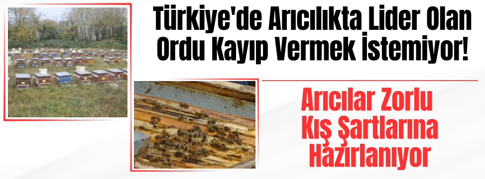 Ordu Arıcılığı Kışa Hazırlanıyor: Koloni ve Rekolte Kaybı Riskine Karşı Zorlu Bakımlar Başladı