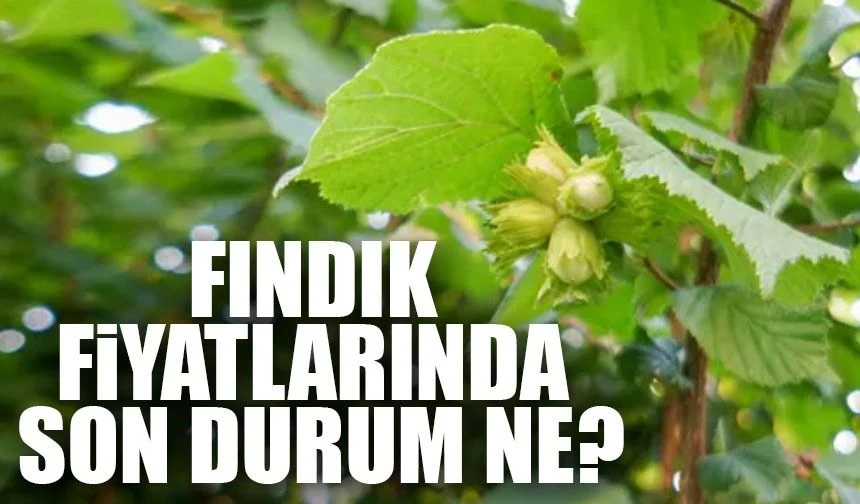 Fındık Fiyatlarında Yükseliş: Üreticiler Memnun, Tüketiciler Kaygılı