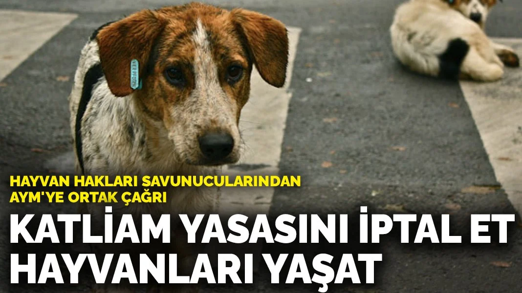 Hayvan hakları savunucularından AYM'ye ortak çağrı: Katliam yasasını iptal et, hayvanları yaşat