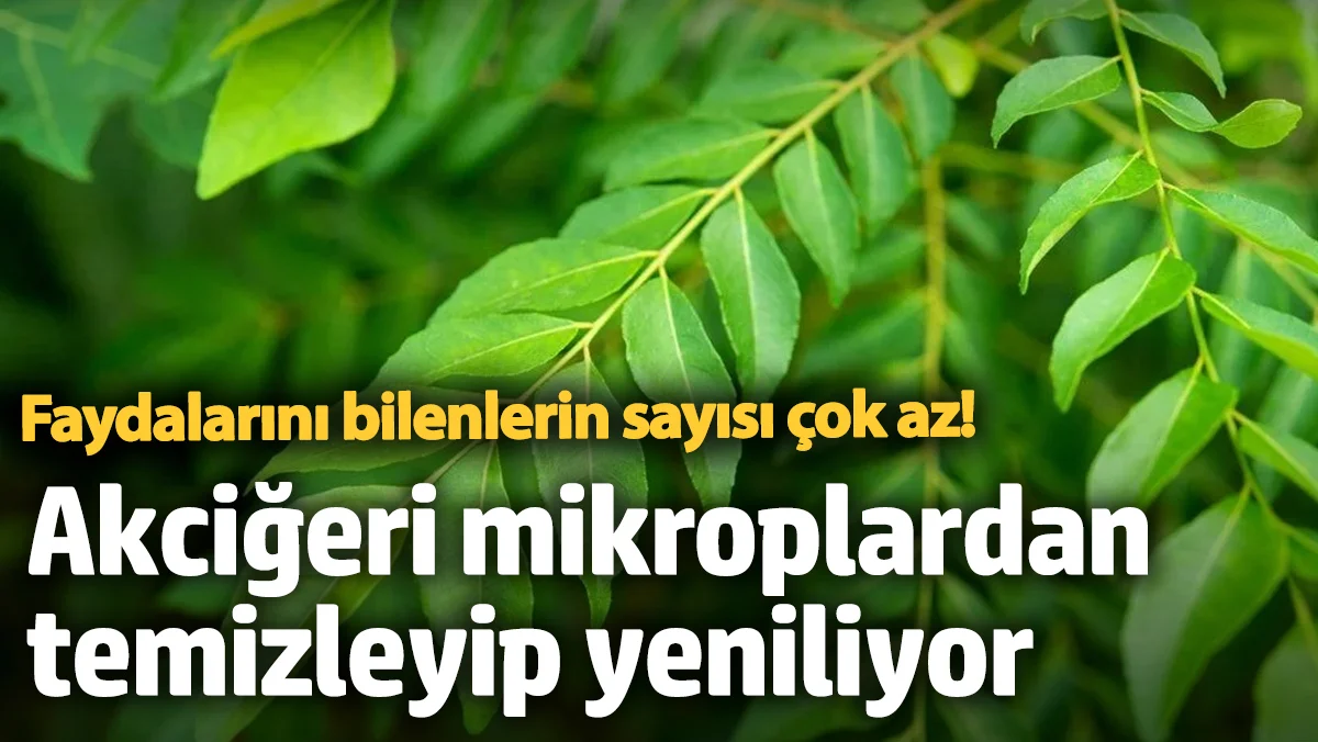 Faydalarını bilenlerin sayısı çok az! Akciğeri mikroplardan temizleyip yeniliyor