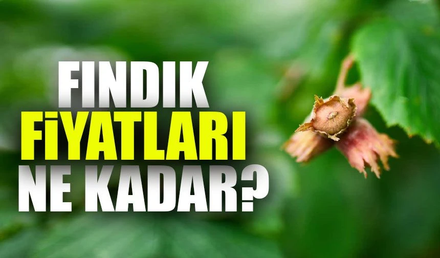 Fındık Fiyatlarında Flaş Artış; Bu Fiyatlar Üreticiyi Memnun Edebilecek mi?