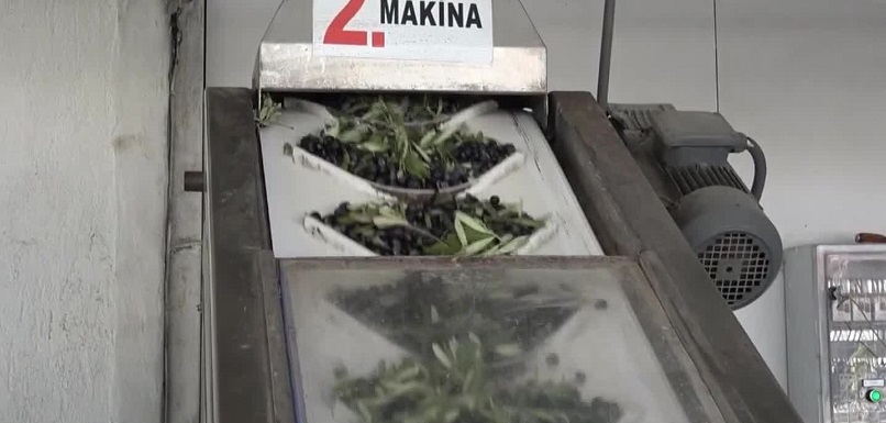 Somalı zeytinyağı üreticisi: 