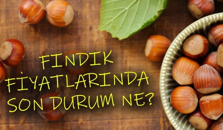 Fındık Fiyatlarında Son Durum: Üreticiler ve Tüccarlar Ne Bekliyor?
