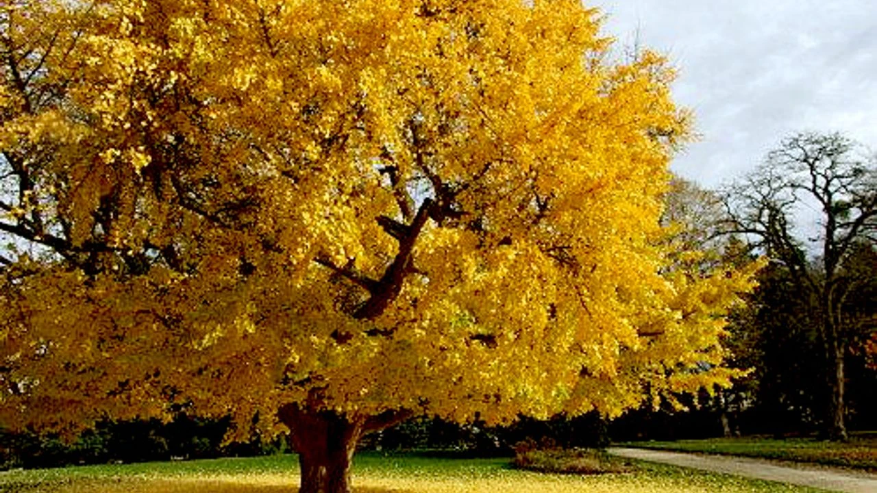 Ginkgo Biloba: Beyin ve Vücut Sağlığında Doğal Destek!
