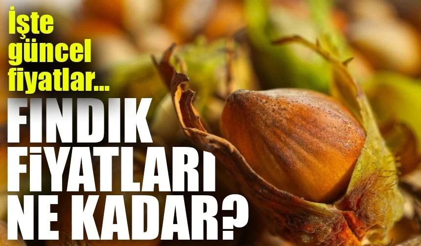 Fındık Fiyatlarında Şok Artış! Üreticiler ve Tüccarlar Ne Yapacağını Bilemiyor
