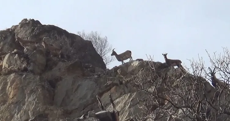 Koruma altındalar, Tunceli’de görüntülendiler