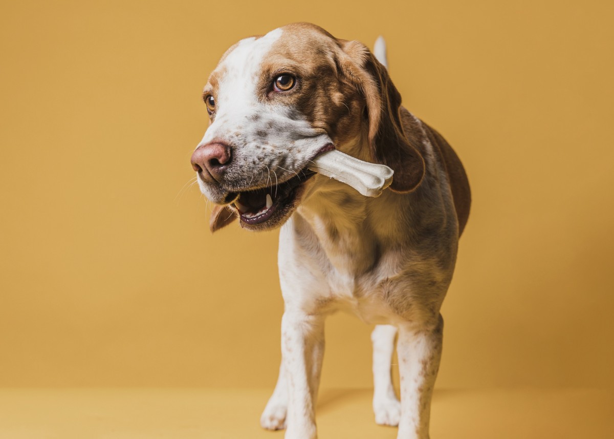 “Köpeklere Kemik Yedirmeyin!”