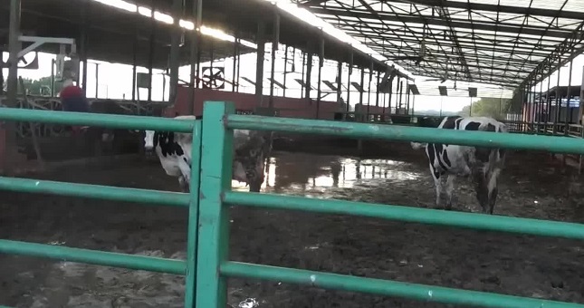 Aydın Süt Birliği Başkanı Servet Başkaya: Süt fiyatının 20 lira olması lazım