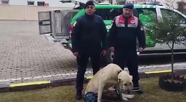 Yozgat’ta arka bacakları tutmayan iki köpek tedavi altına alındı