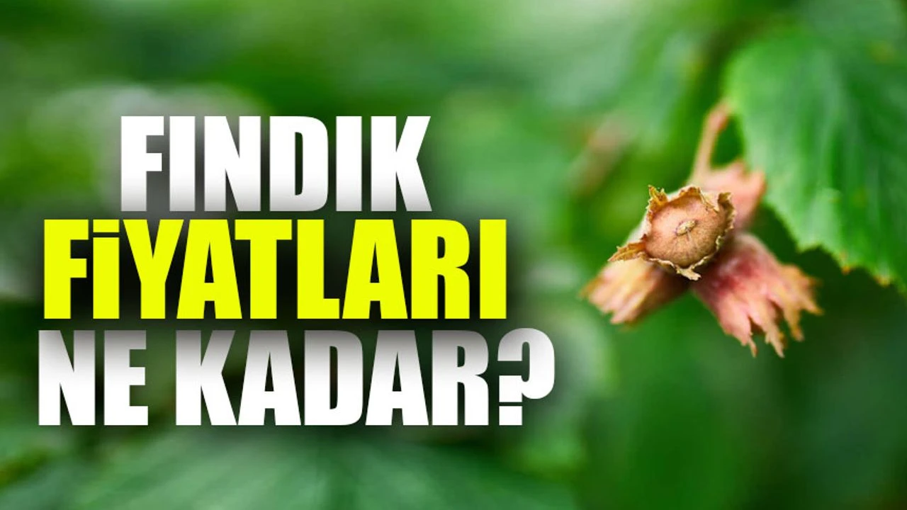 Fındık Fiyatlarında Artış Devam Ediyor; İşte Güncel Fındık Fiyatları...
