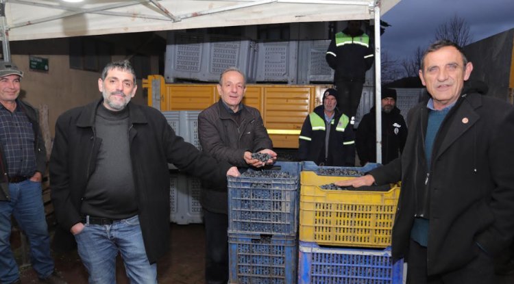 Bursa Gemlikli çiftçinin yüzü gülüyor
