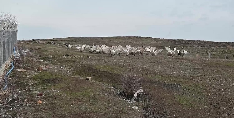 Yozgat’ta kanatlı hayvan yetiştiricileri zor günler yaşıyor