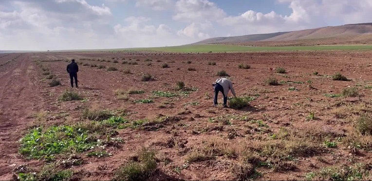 Şanlıurfa'da susuz yetişen 