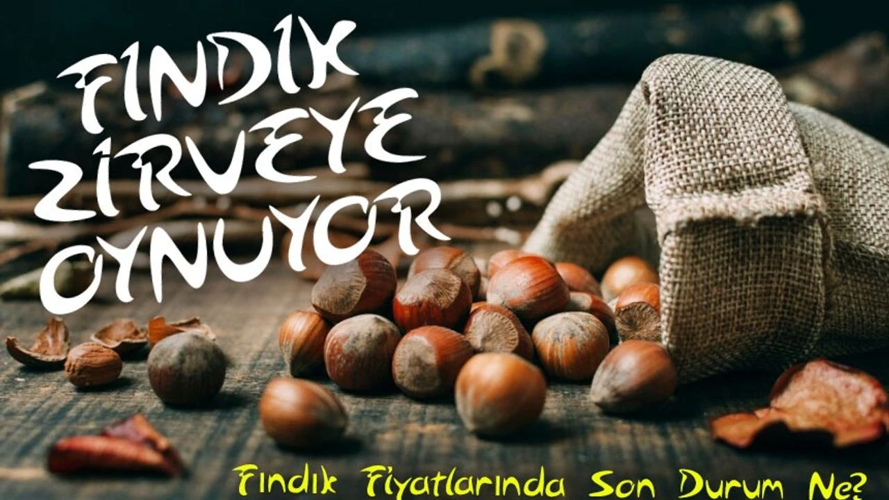 Fındık Fiyatlarında Şok Artış! Üreticiler ve Tüccarlar Uyarı!