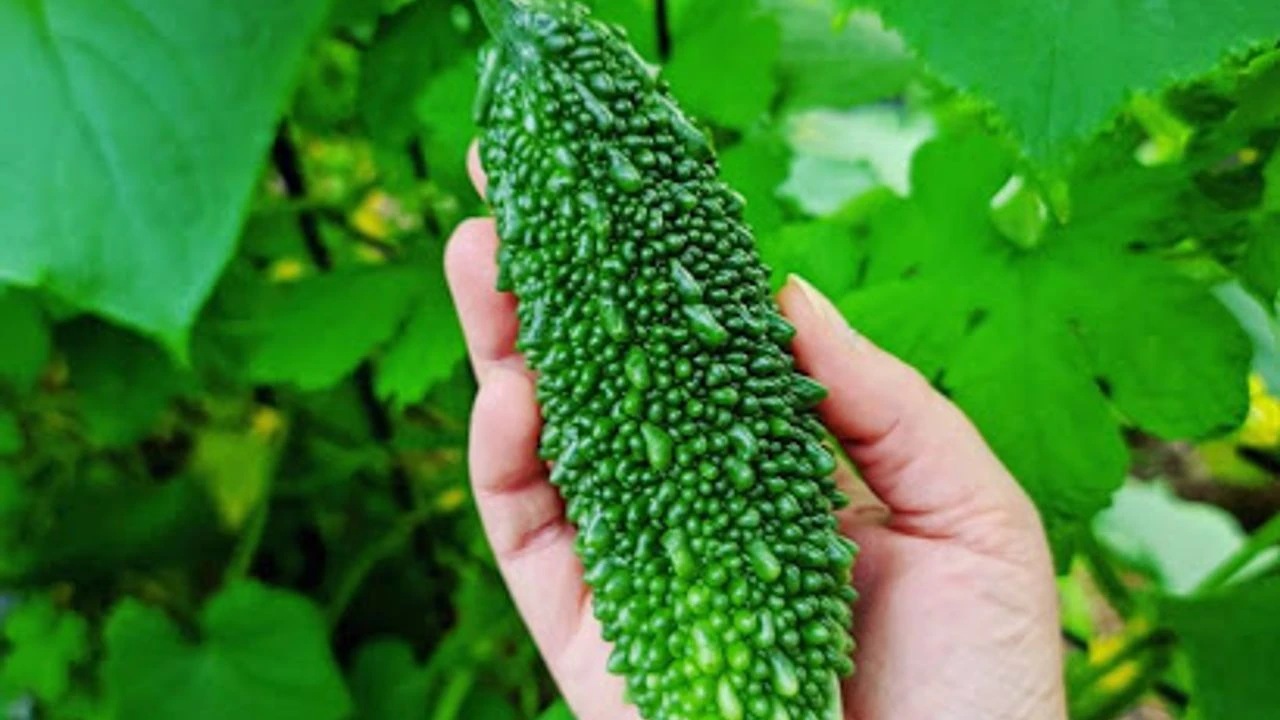 Bitter Melon (Goya): Tropiklerin Şifalı Meyvesi
