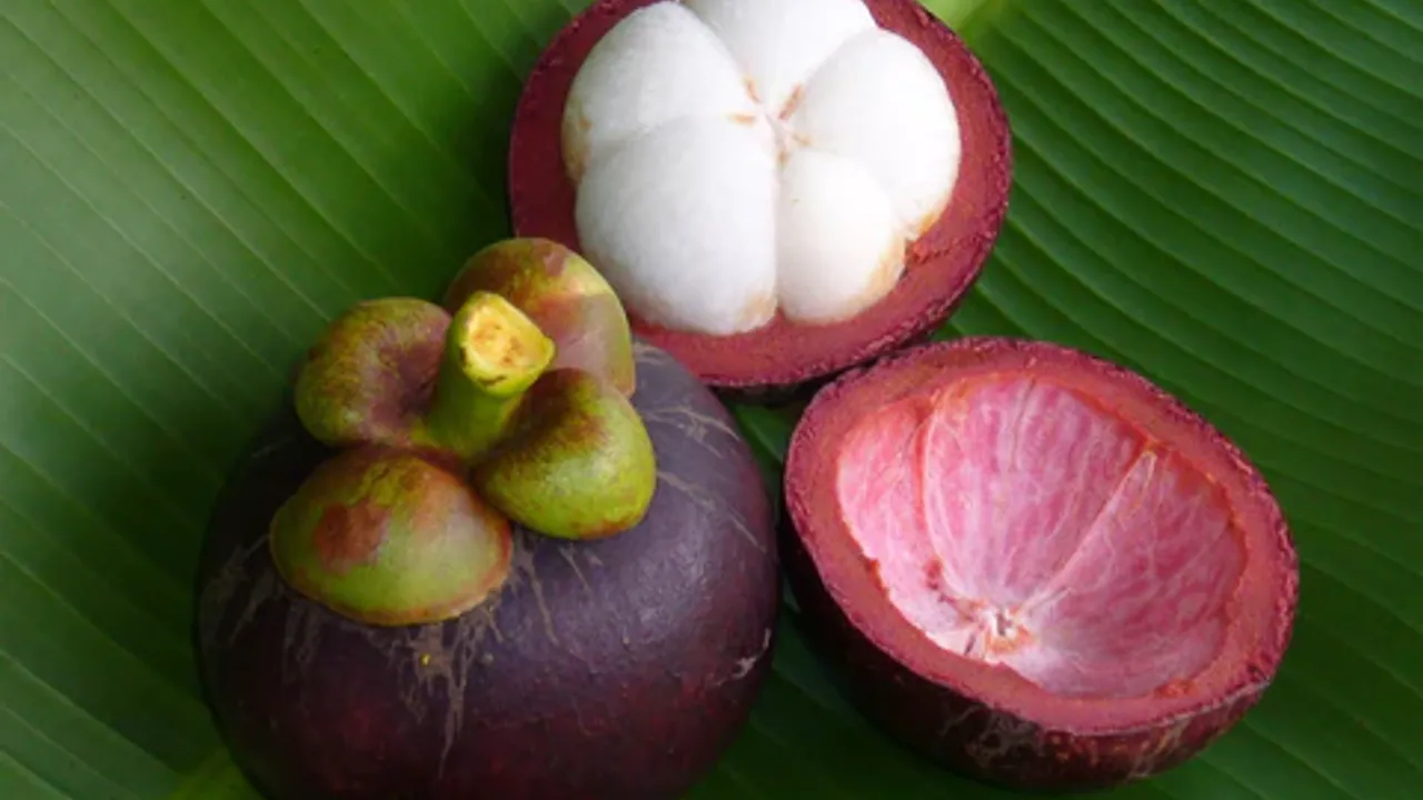 Mangostan: Tropiklerin Mor Mücevheri