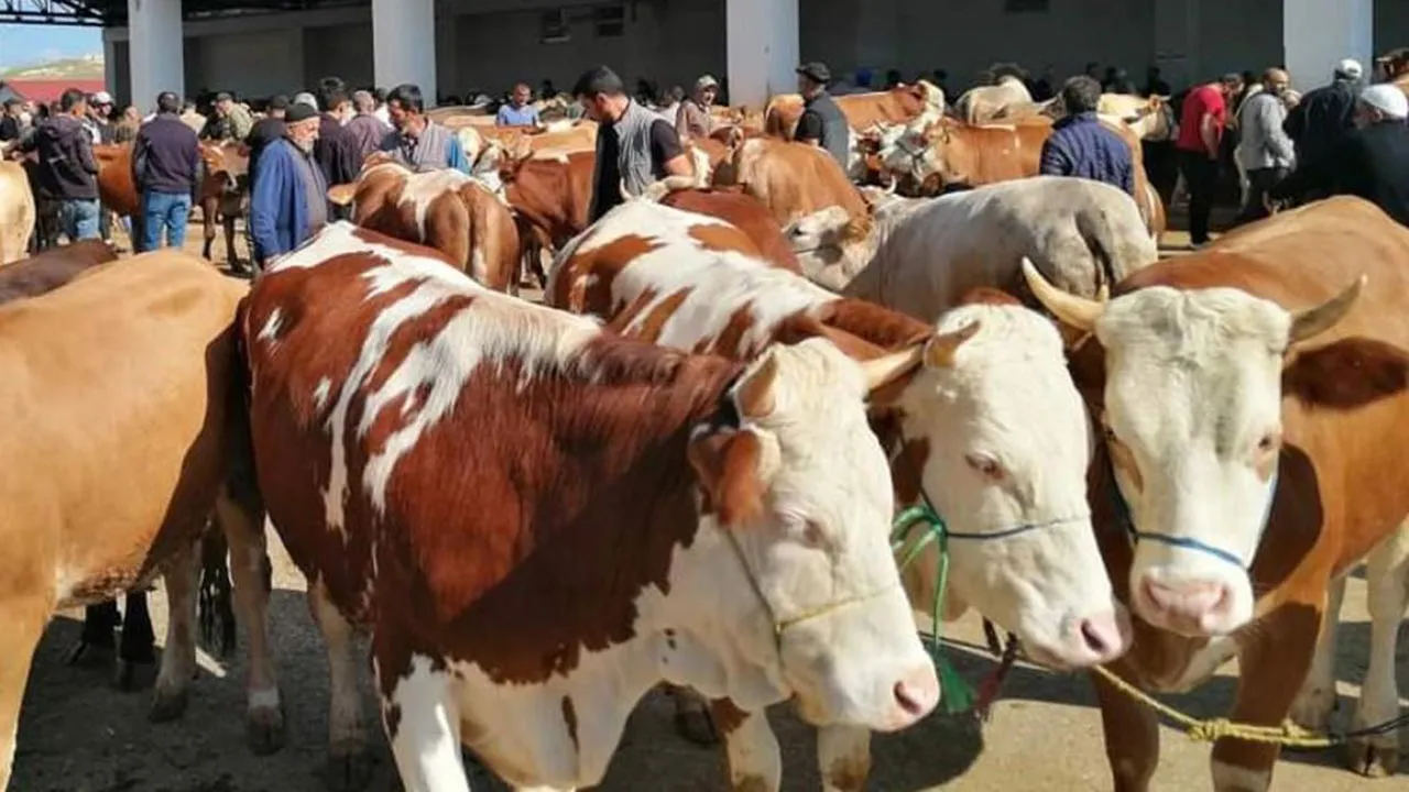Bayburt’ta Şap Alarmı Sona Erdi, Karantina Kaldırıldı