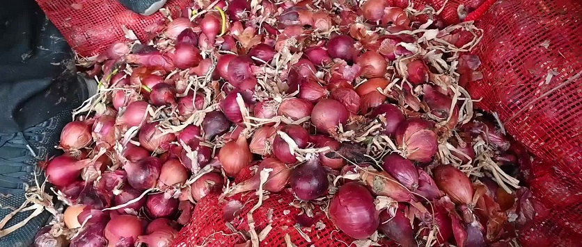 Çorum'da çiftçinin satamayıp depoya kaldırdığı soğan çürümeye başladı