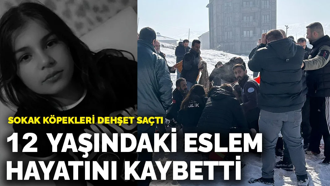 Hakkari Yüksekova’da Sokak Köpeklerinin Saldırısına Uğrayan 12 Yaşındaki Eslem Teker Hayatını Kaybetti