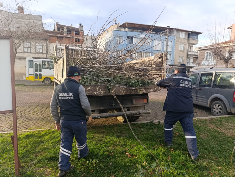 Bursa Gemlik'te yeşil alanlarda budama çalışmaları sürüyor