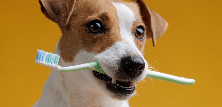 Diş Röntgeni Çektirmiyorsanız, Köpeğinizi Eve Hasta Götürüyor Olabilirsiniz!