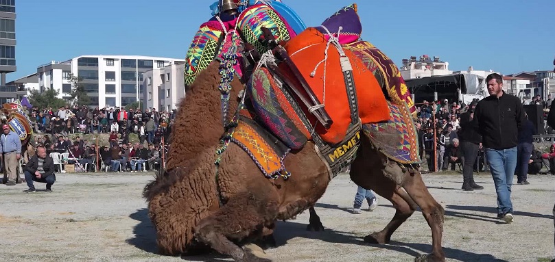 Burhaniye'de deve güreşi heyecanı