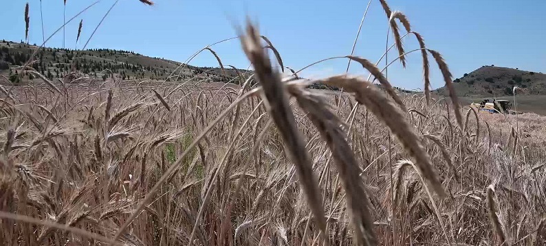 Yozgat Ziraat Odası Başkanı Açıkgöz: “Çiftçi dört gözle primi bekliyor”