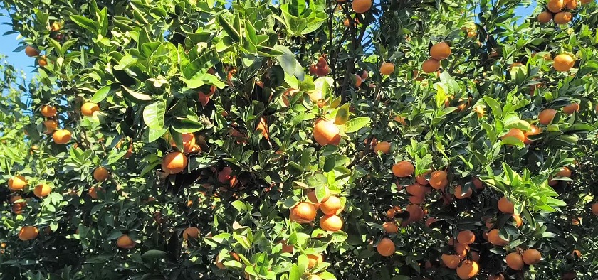 Hataylı mandalina üreticisi: 