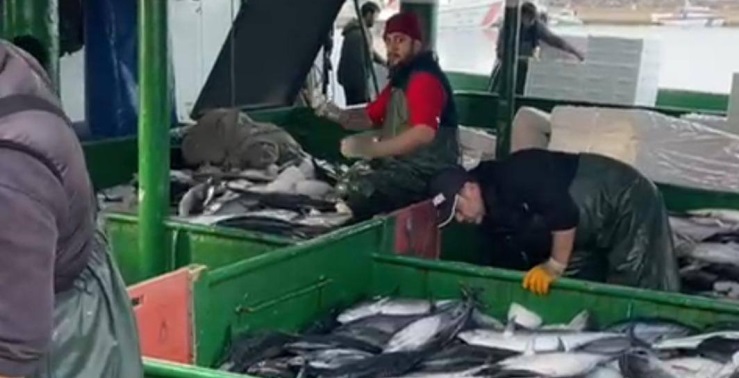 Saros'ta gırgır tekneleri tonlarca balık avlıyor