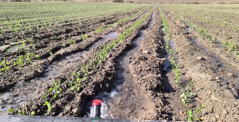 Çiftçinin kuraklık endişesi: 