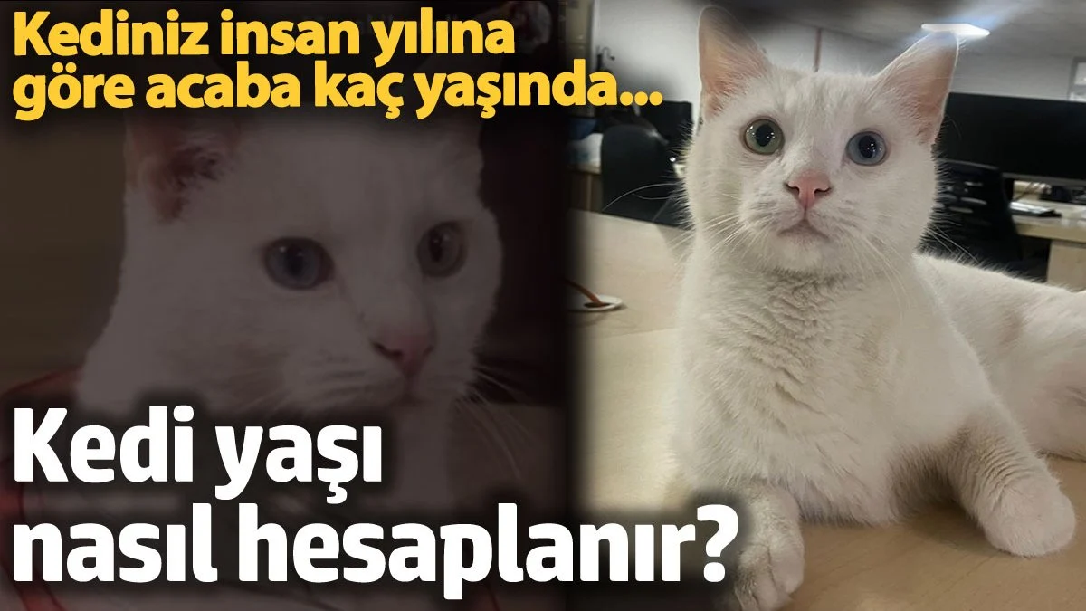 Kedi yaşı nasıl hesaplanır? Kediniz insan yaşına göre acaba kaç yaşında?