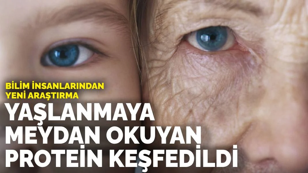 Bilim insanlarından yeni araştırma: Yaşlanmaya meydan okuyan protein keşfedildi