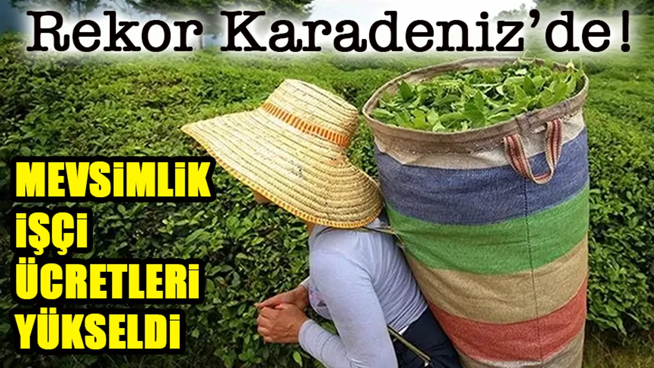 Mevsimlik Tarım İşçisi Ücretleri Rekor Seviyeye Ulaştı: En Yüksek Rakam Rize’de!