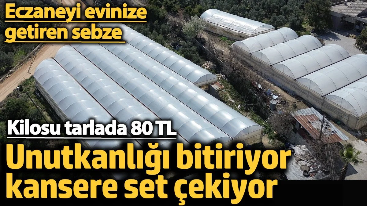 Unutkanlığı bitiriyor kansere set çekiyor. Eczaneyi evinize getiren sebze. Kilosu tarlada 80 TL