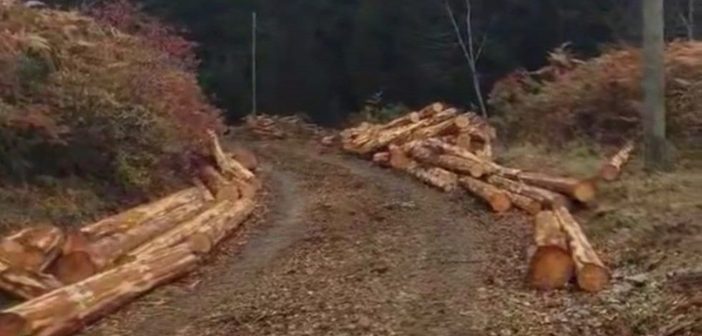 OGM Derelide Katliama Başladı 