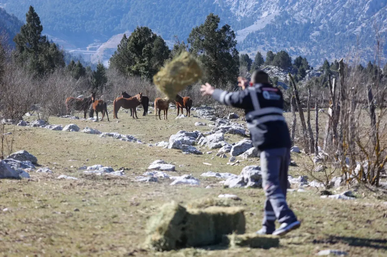 Antalya Büyükşehir yılkı atları için doğaya saman bıraktı