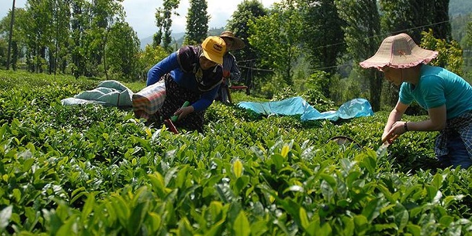 Çay Üreticilerine Destek Artışı: Dekara 465 TL Ödenecek
