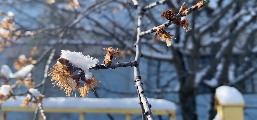 Yozgat’ta meyveler soğuktan etkilendi, yağışlar hububat ve bakliyata can suyu oldu