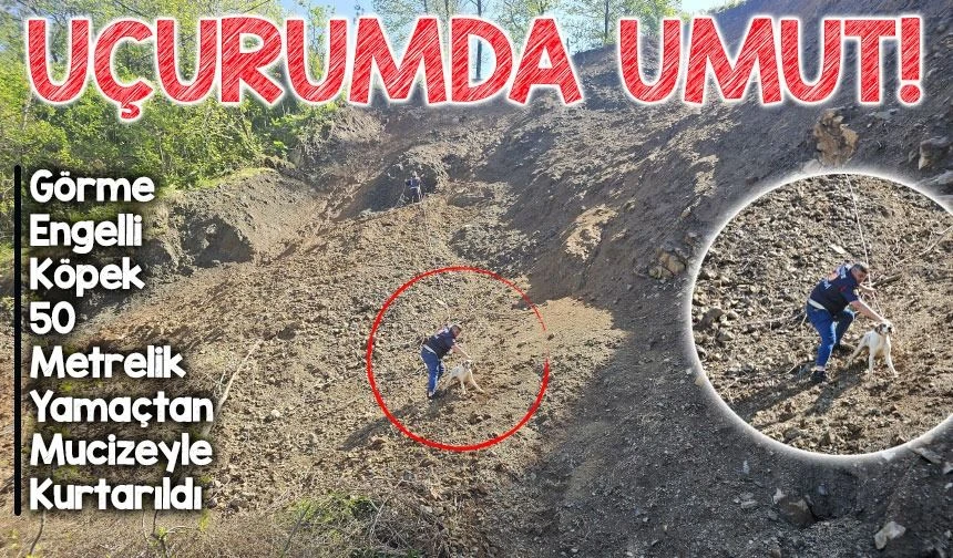 Görme Engelli Köpek 50 Metrelik Uçurumdan Sağ Kurtarıldı: Arhavi’de Duygu Dolu Anlar