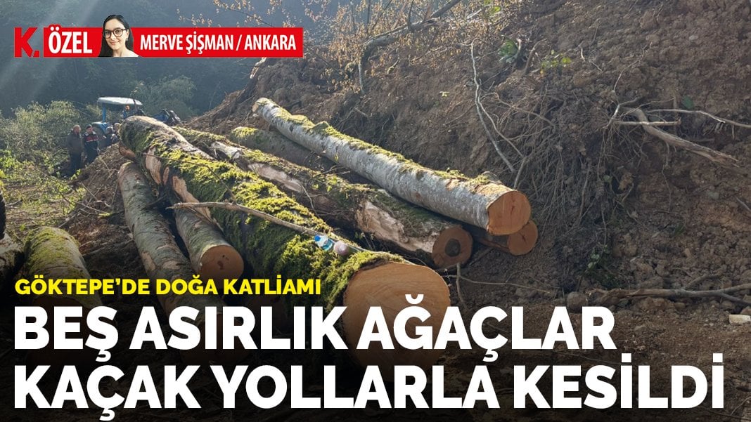 Beş asırlık ağaçlar kaçak yollarla kesildi