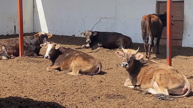  Yozgat Ziraat Odası Başkanı Açıkgöz girdi maliyetlerinin yüksekliğini dile getirdi