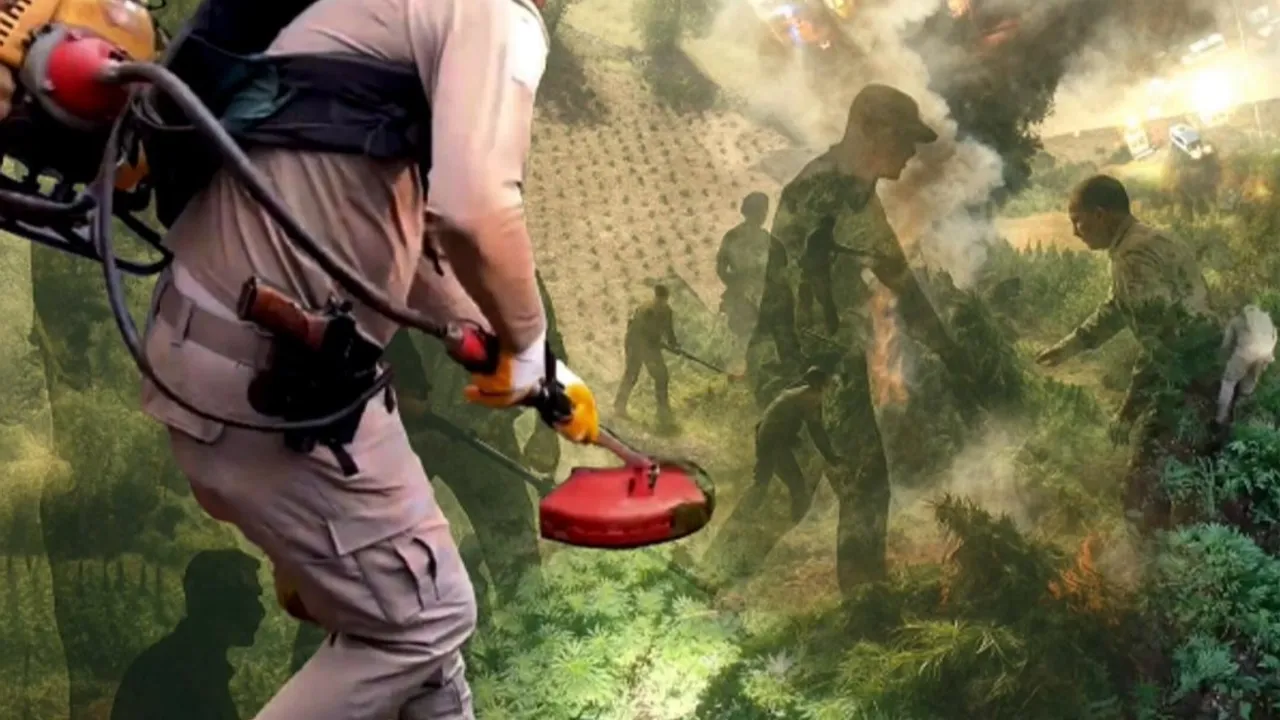 Diyarbakır'da uzaktan algılama ile zehir tacirlerine geçit verilmedi! Milyonlarca kök kenevir ele geçirildi