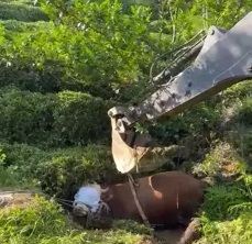 Rize’de Kaçan Boğa İş Makinesiyle Kurtarıldı: O Anlar Kamerada