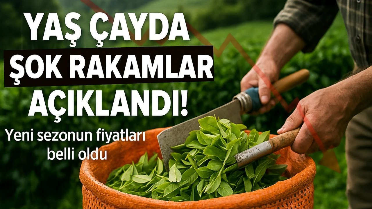 Yaş Çayda Fiyat Fırtınası: Üretici Hem Sevindi Hem Şaşırdı!