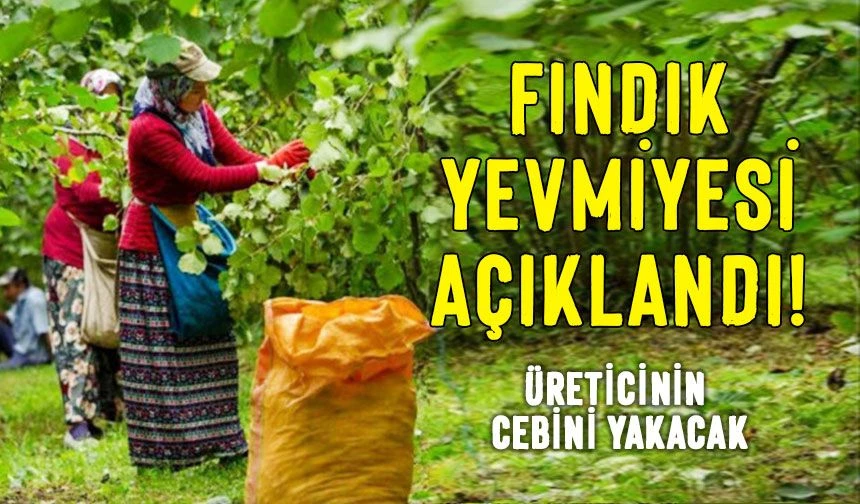 2025 fındık alım fiyatları ne kadar olacak? TMO açıklaması bekleniyor
