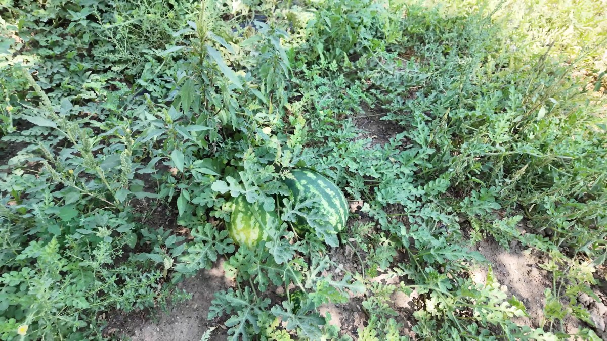 Denizli Büyükşehir Belediyesinden 