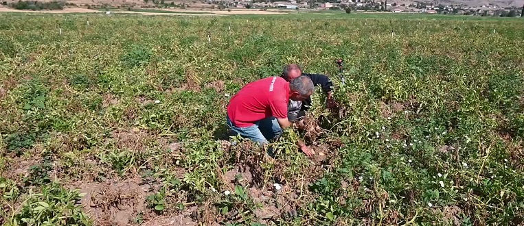 Yozgat’ta hasadına başlanan yazlık patates tarlada kaldı