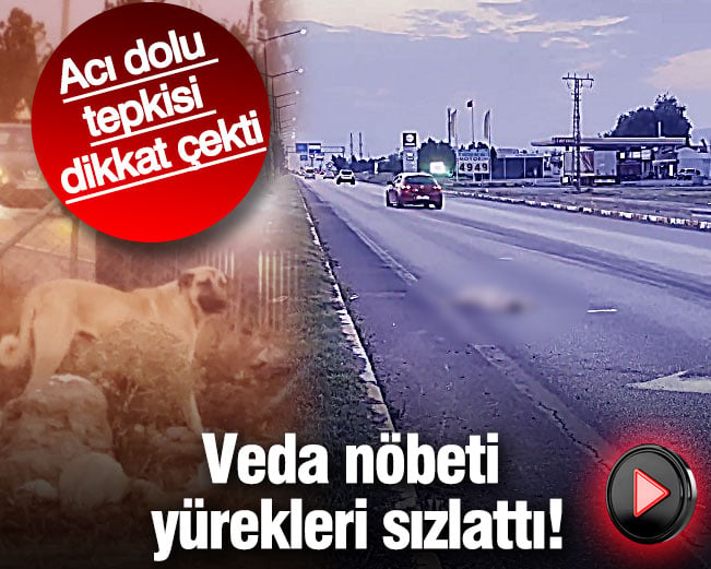 Köpeğin Veda Nöbeti Yürekleri Dağladı: Erzincan’da Duygusal Anlar
