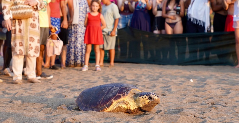 İztuzu’nda 7 caretta ve 20 yavru kaplumbağa denize bırakıldı